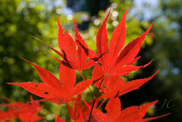 0110Arboretum de Balaine.jpg - SONY DSC